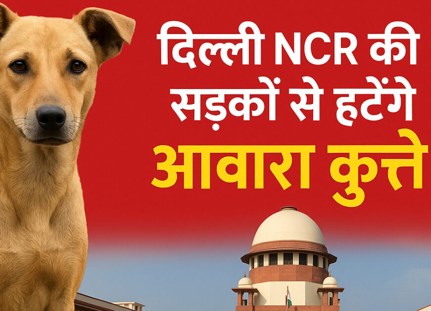 Delhi NCR की सड़कों से हटेंगे आवारा कुत्ते